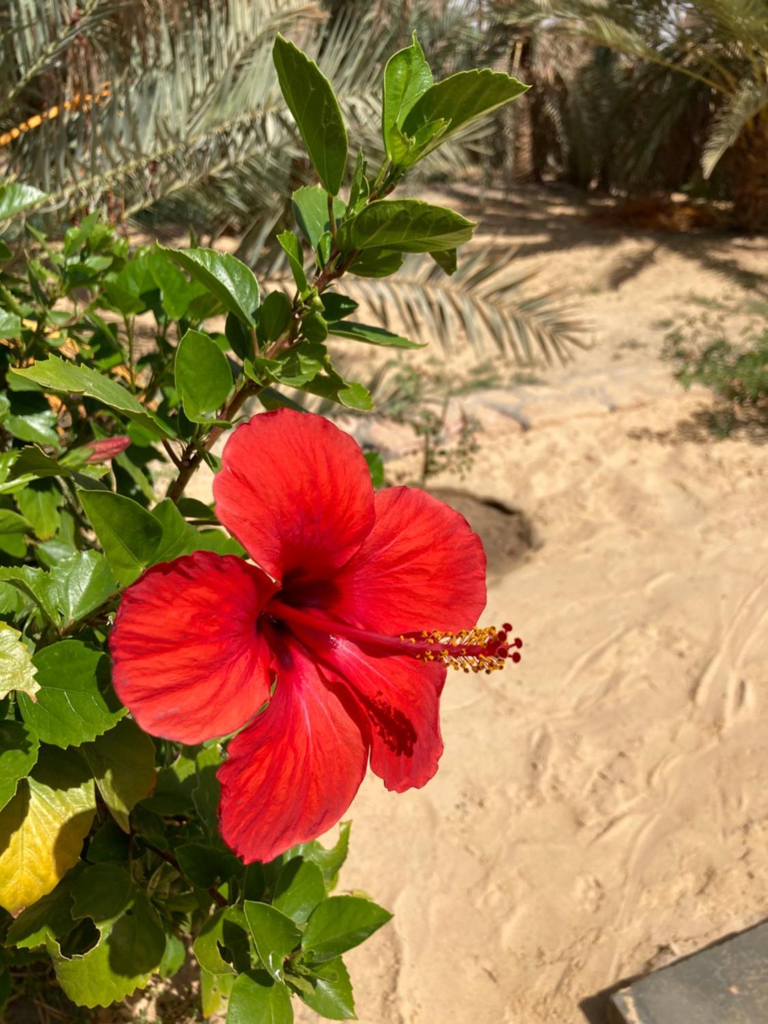 Wafla Villa Siwa Oasis Exterior foto